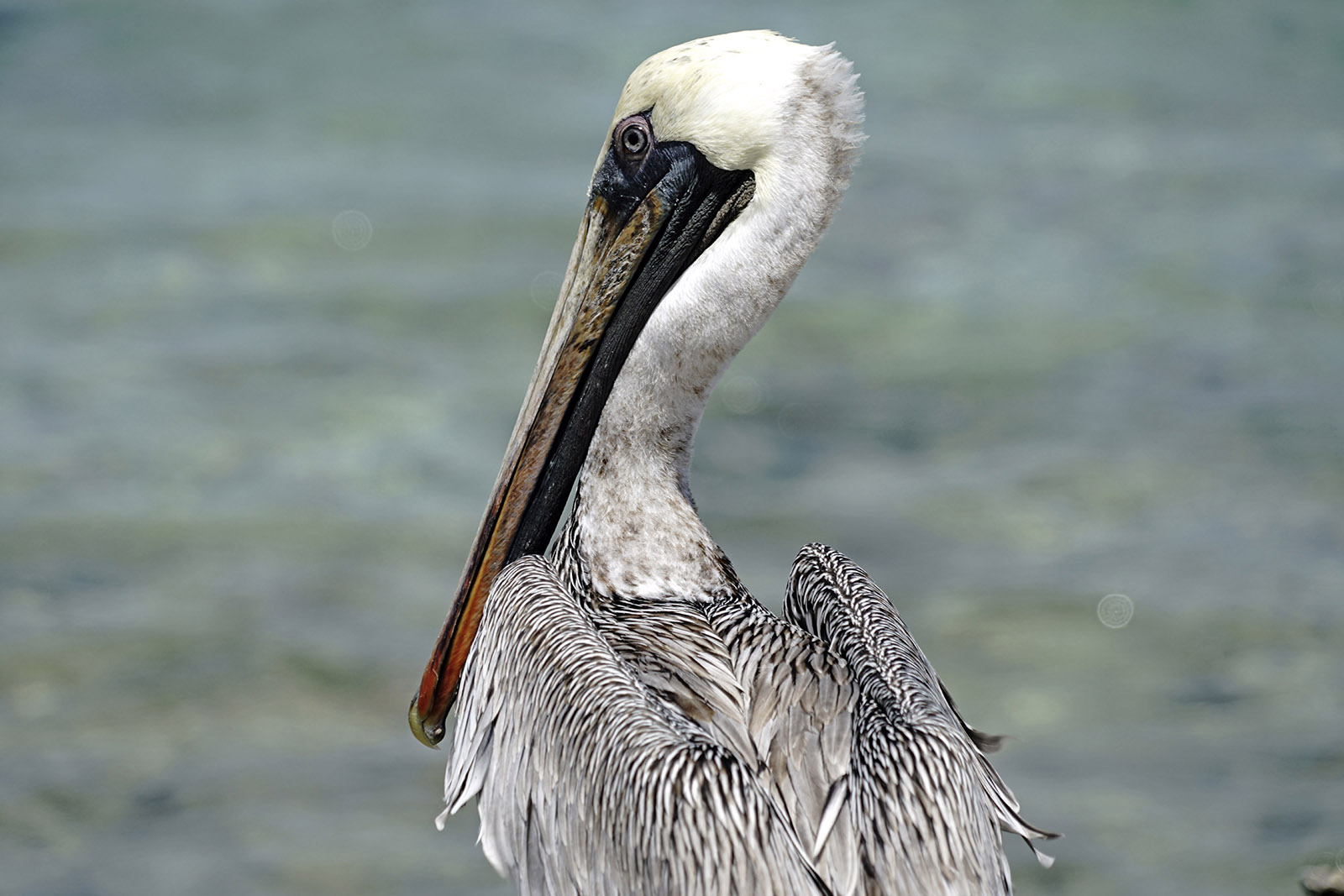 Mexique - Cancun - Eté 2016