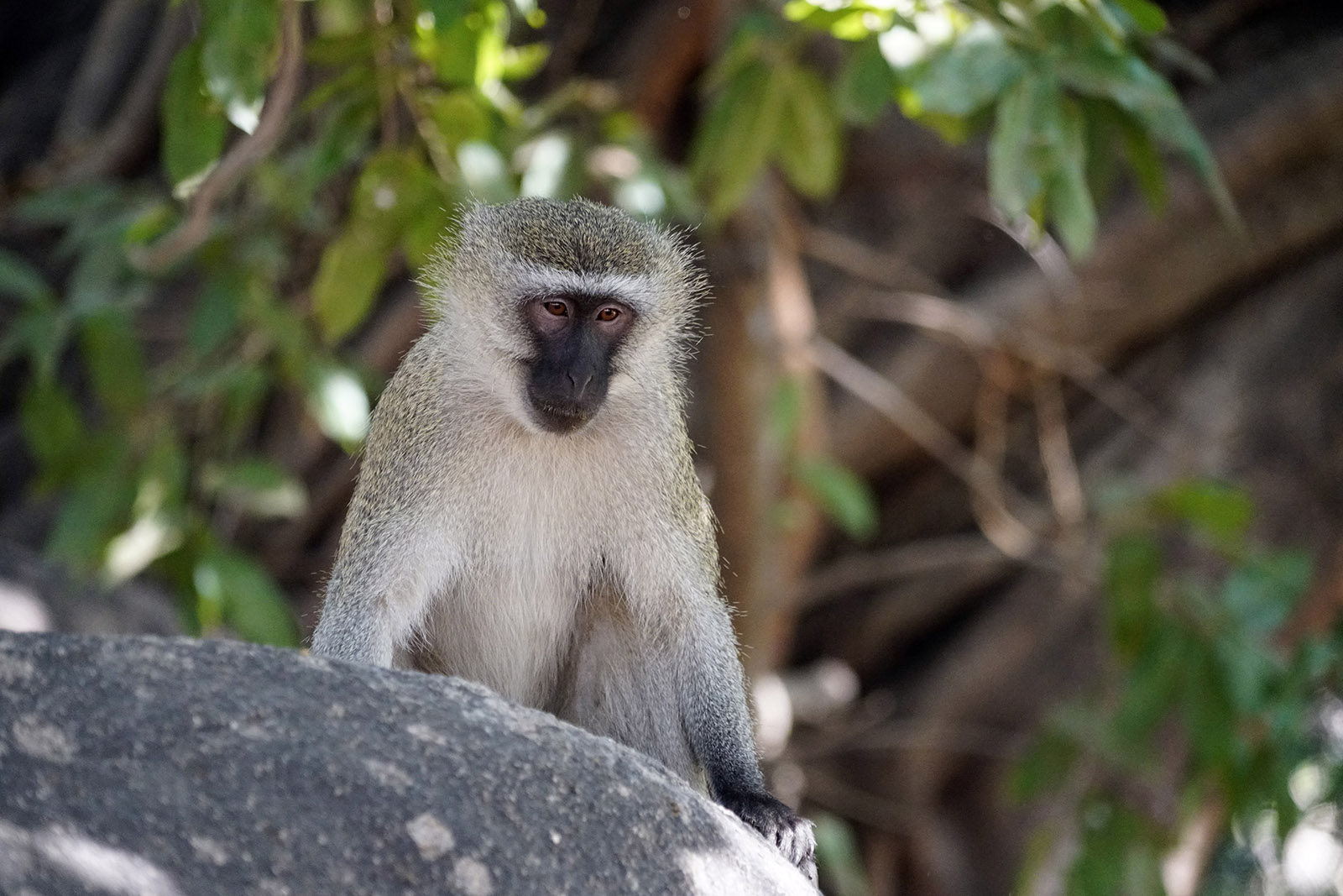Malawi 2018 264