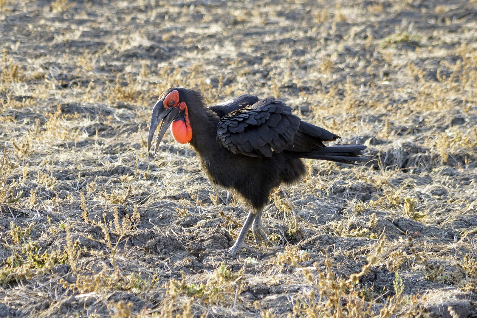 Zambie 2018 0441