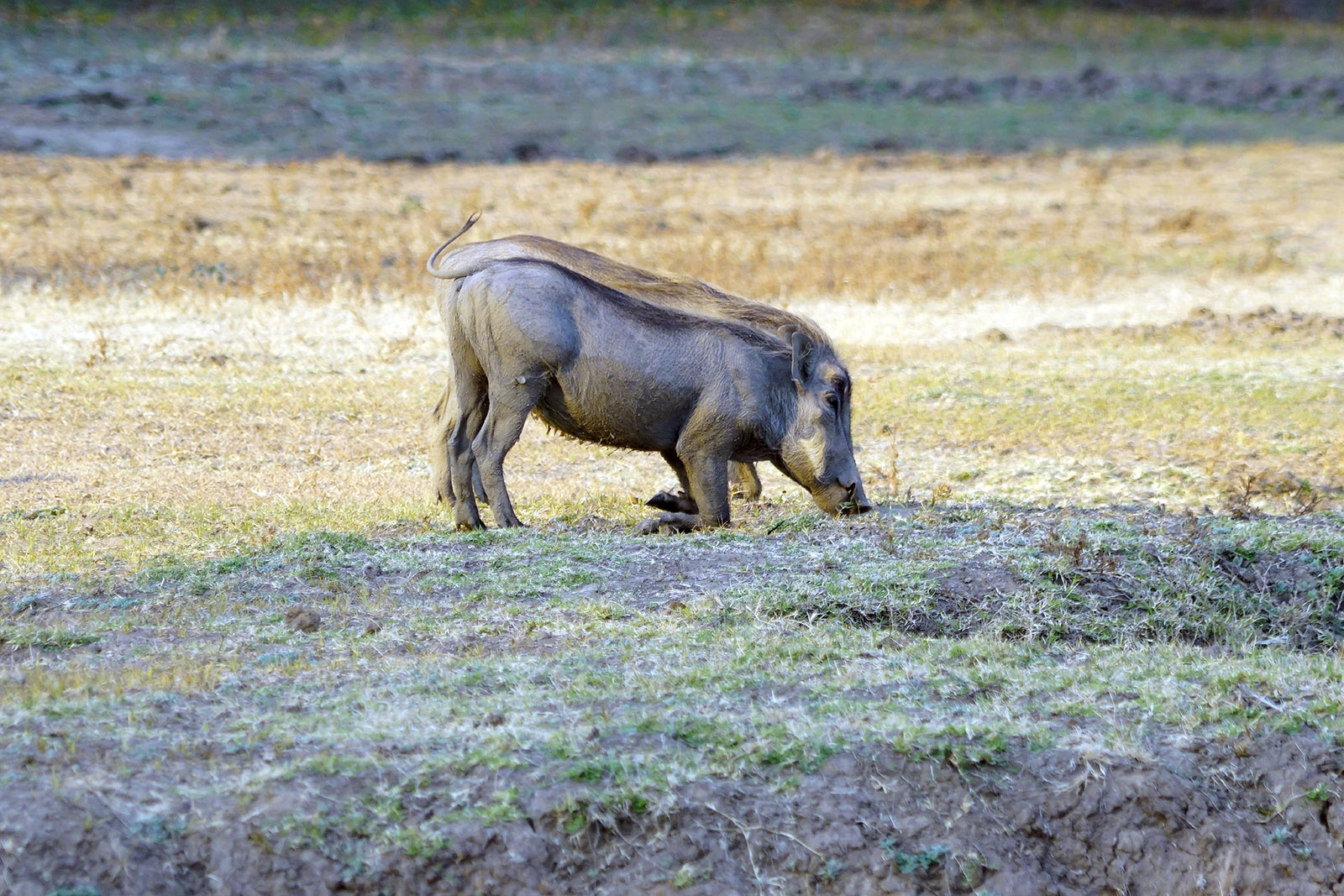 Zambie 2018 0847
